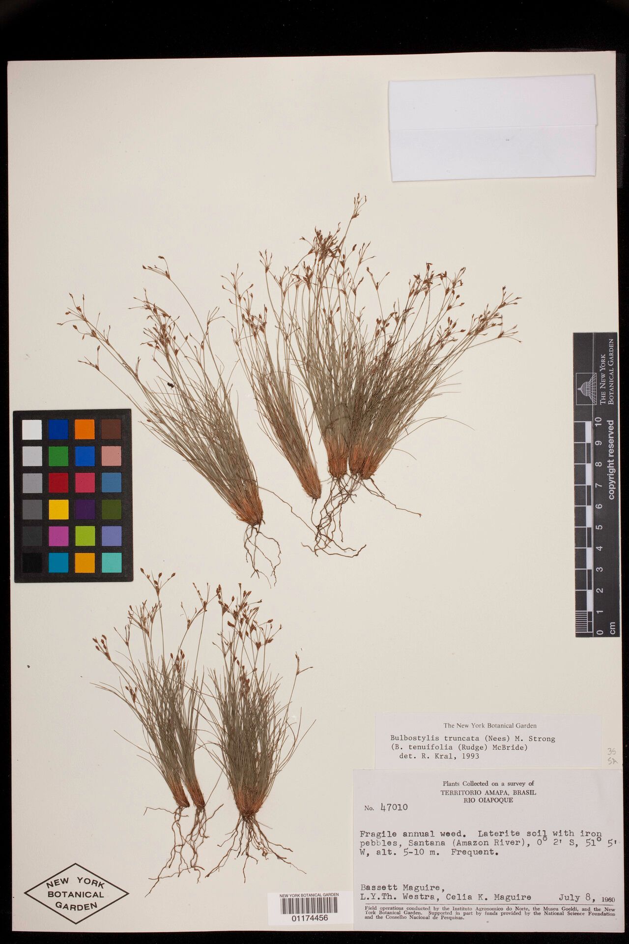 Bulbostylis truncata flower