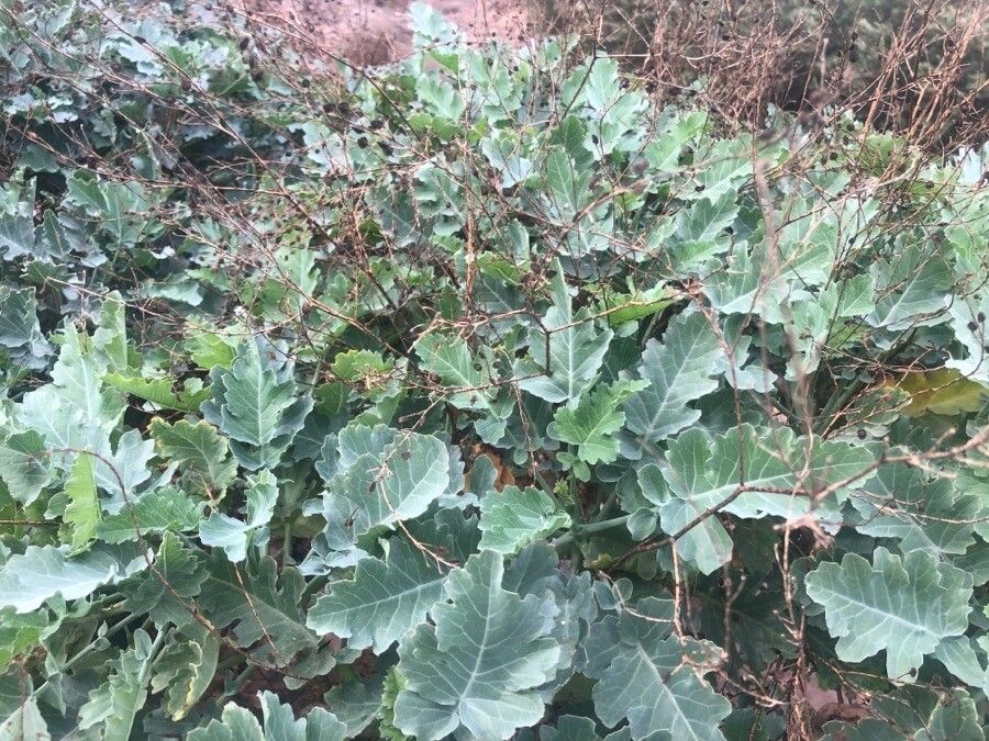 Crambe sventenii leaf