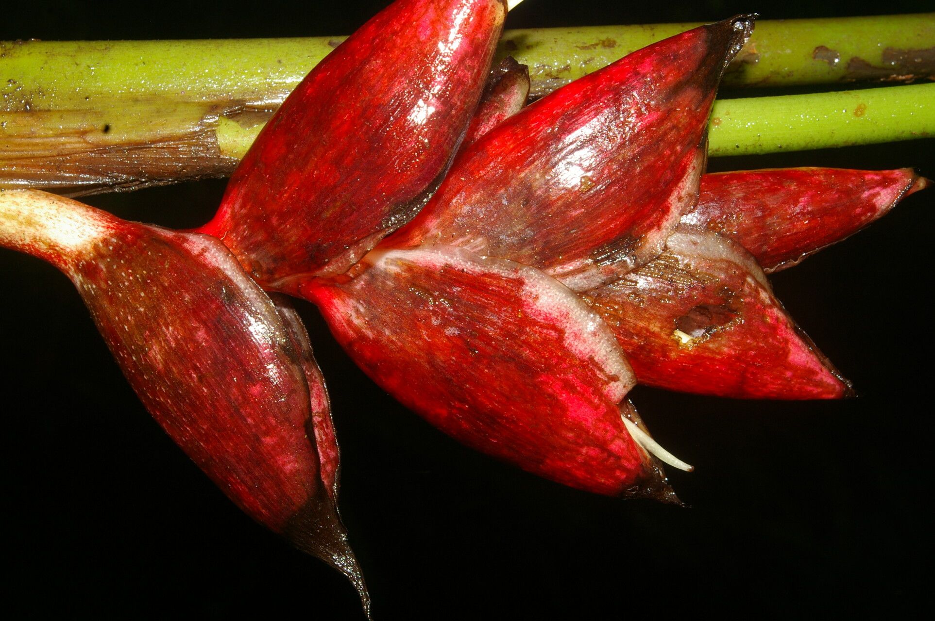 Heliconia reticulata fruit