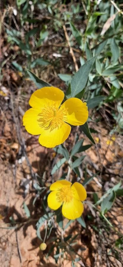 Dendromecon rigida habit