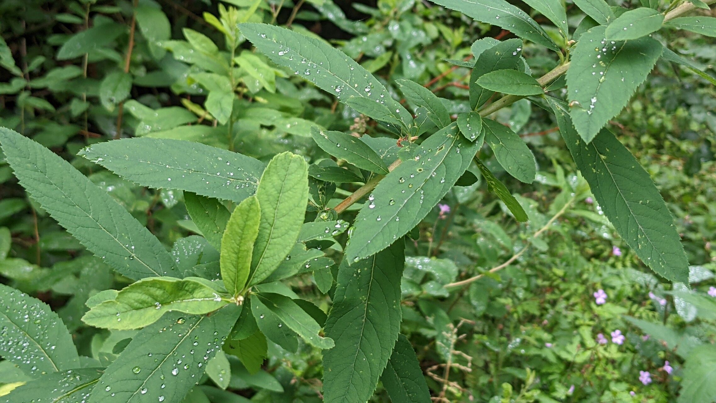 Spiraea salicifolia leaf