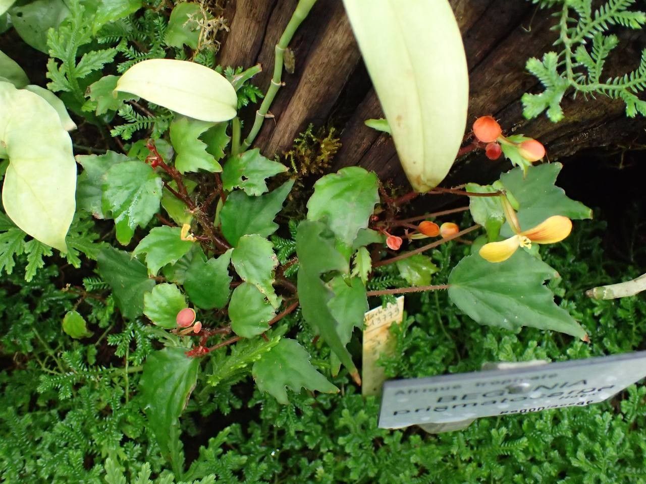 Begonia prismatocarpa habit