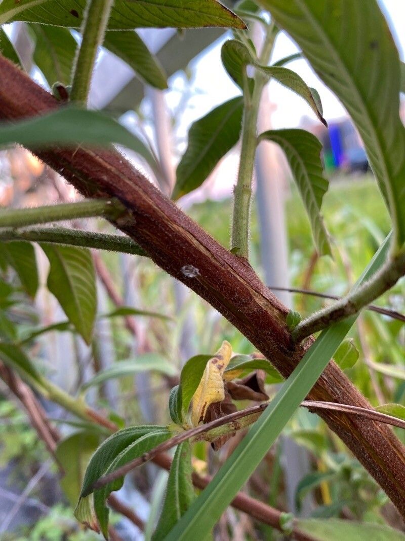 Ludwigia peruviana bark