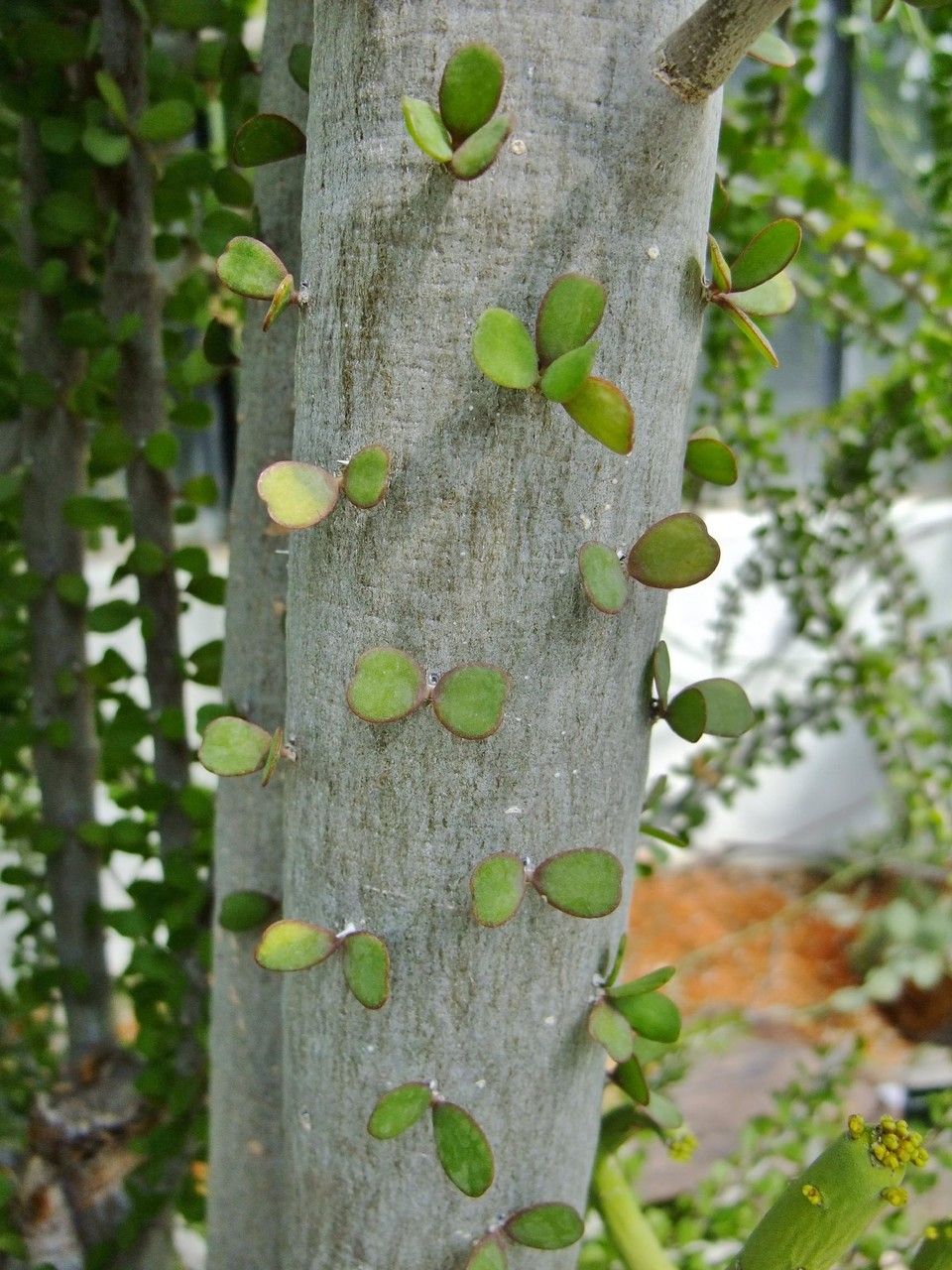Alluaudia humbertii habit