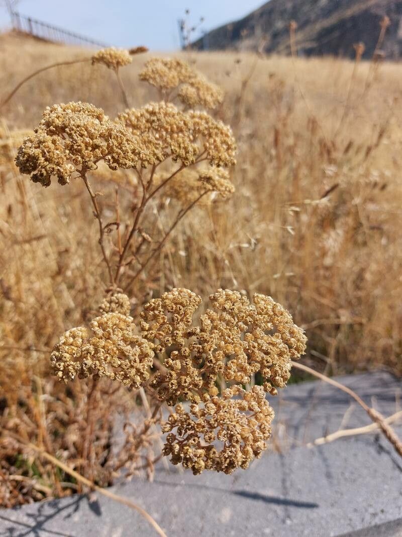Achillea ligustica fruit