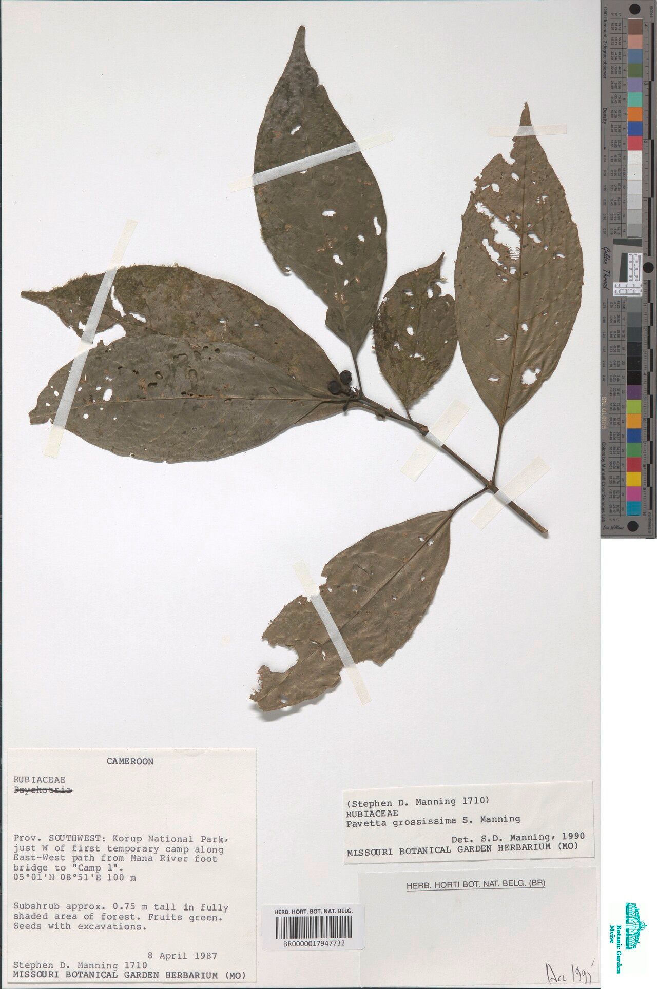 Pavetta grossissima — houseplant care guide