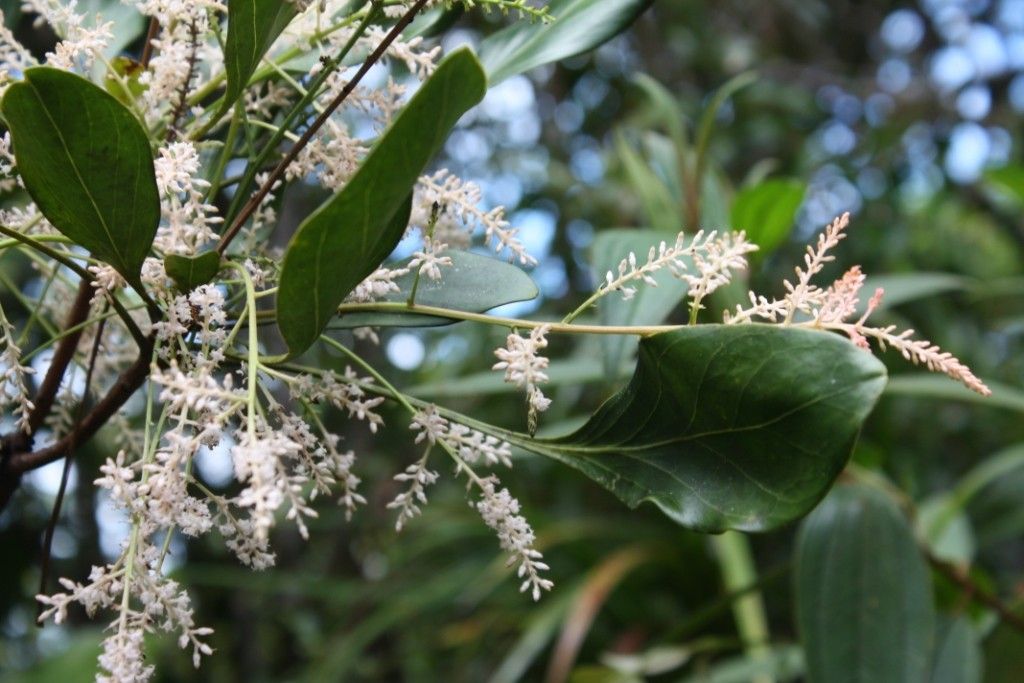 Beauprea crassifolia flower
