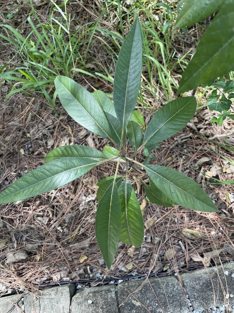 Leitneria floridana — search result for 'Simaroubaceae'