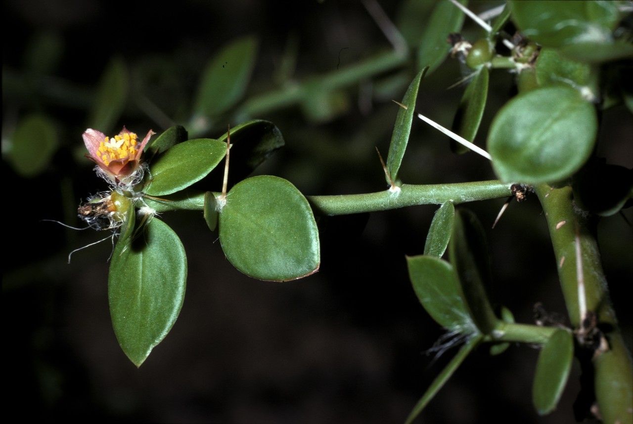 Pereskia diaz-romeroana — related species from the same genus