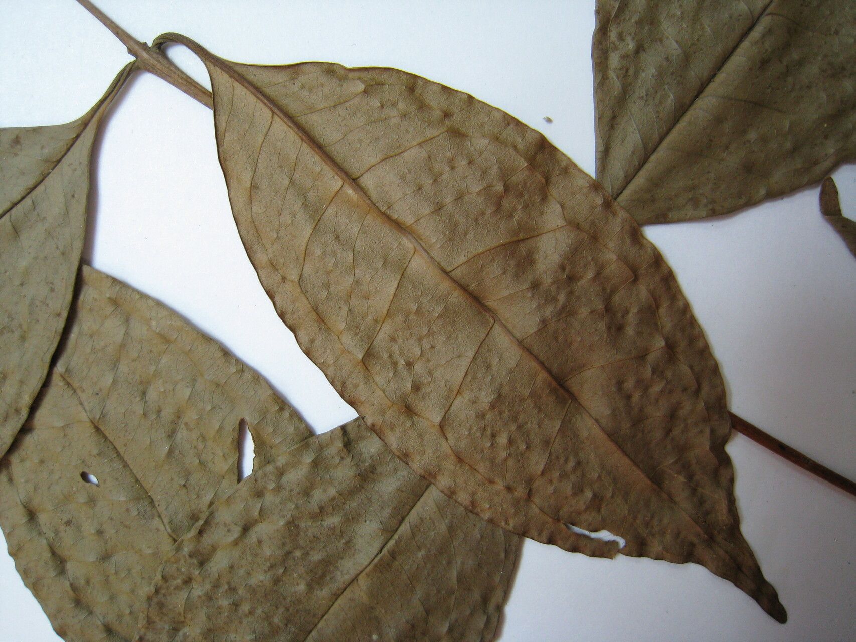 Eugenia coffeifolia other