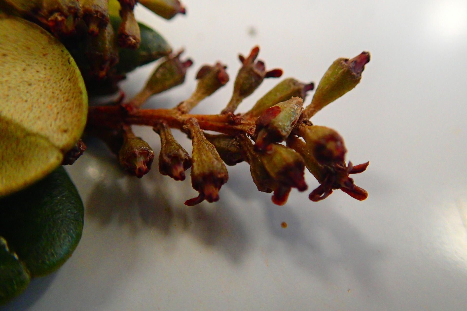 Quintinia oreophila fruit