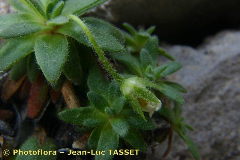 Androsace cylindrica flower