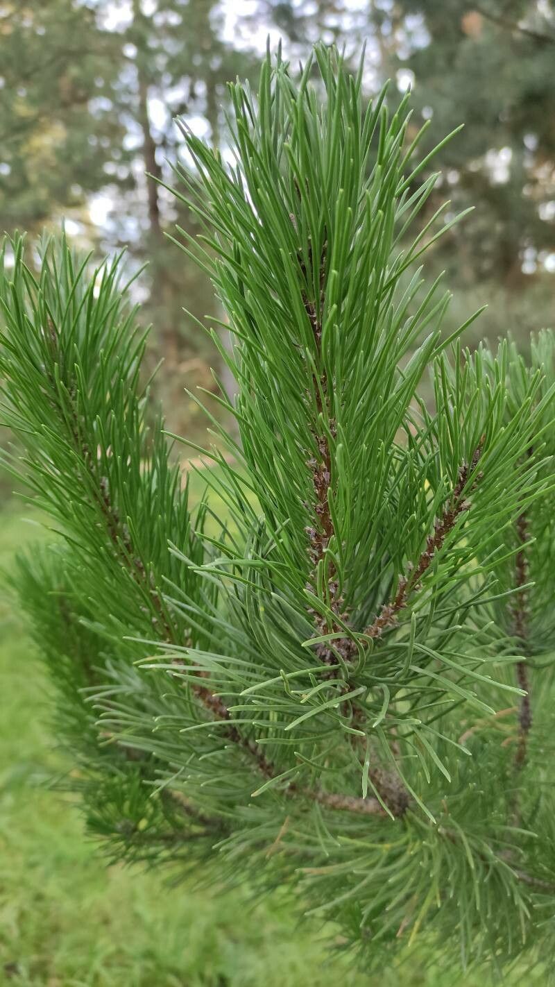 Pinus contorta
