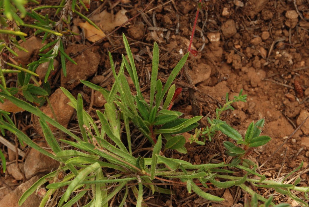 Centaurea linifolia — houseplant care guide