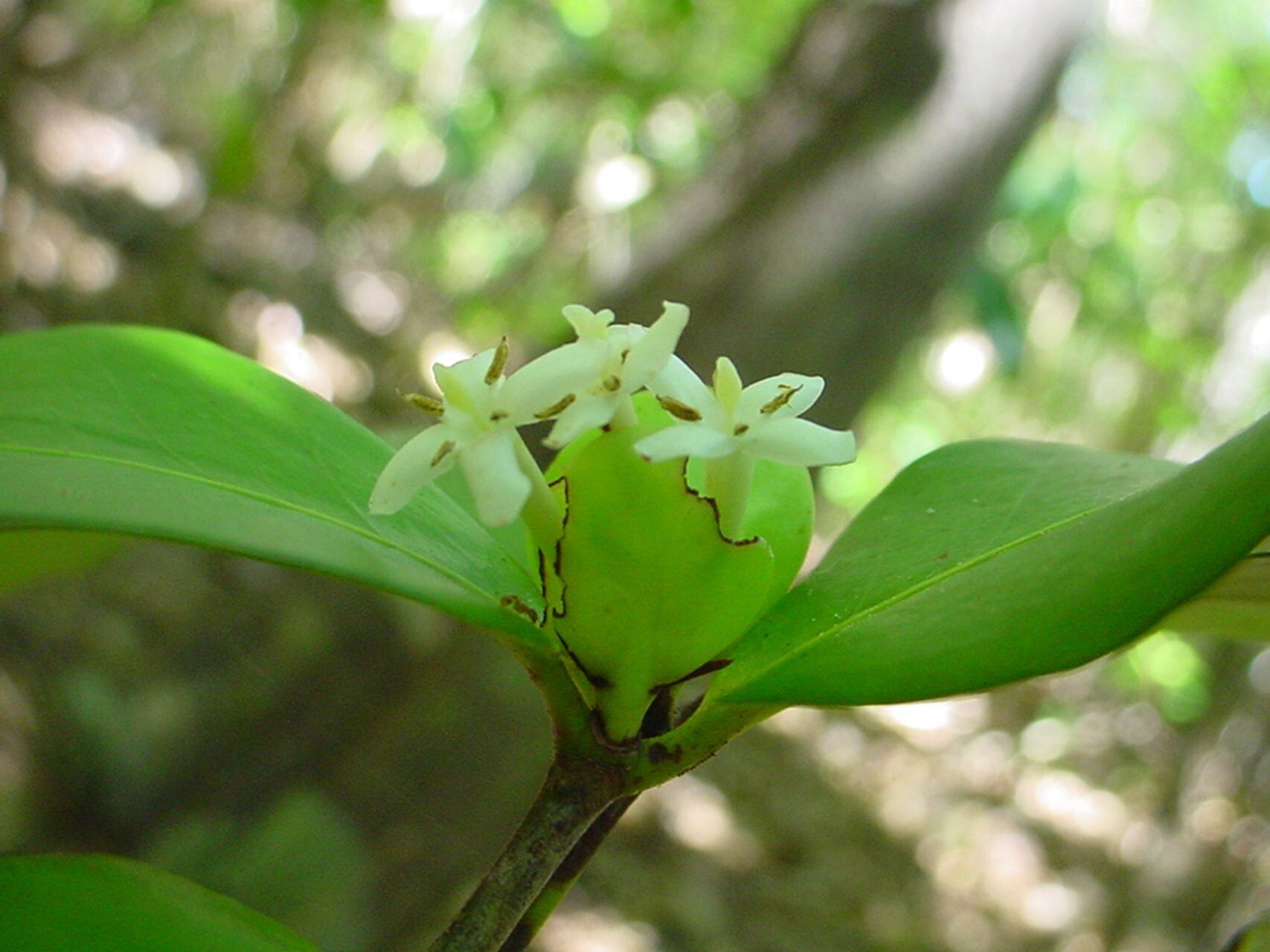 Ixora oligantha — houseplant care guide