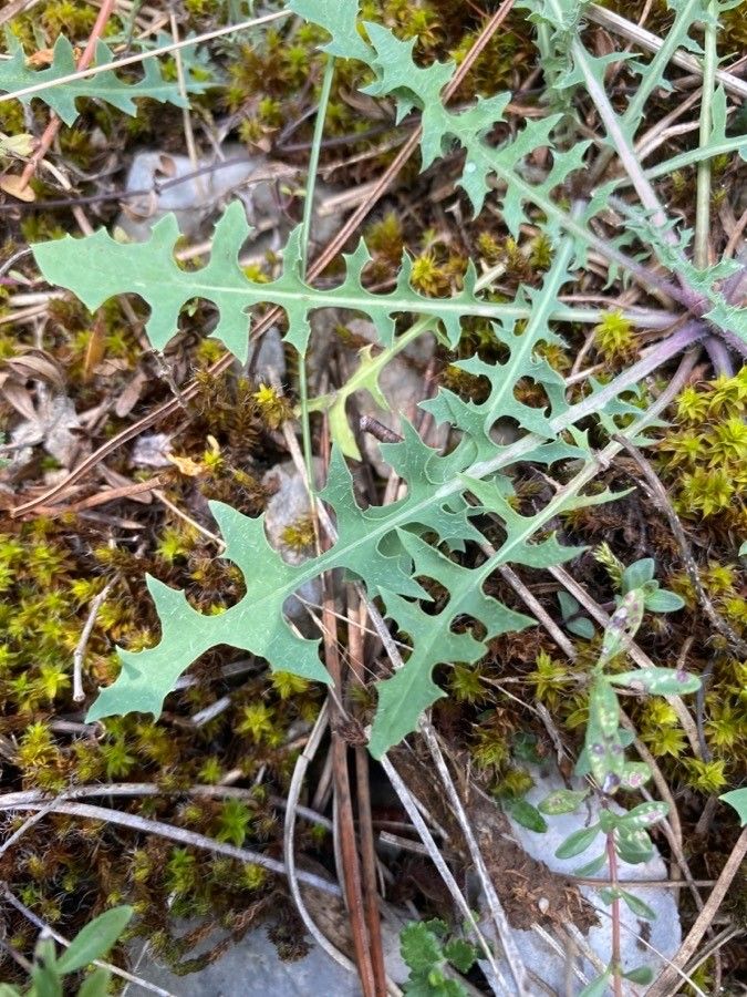 Lactuca viminea — search result for 'Lactuca'