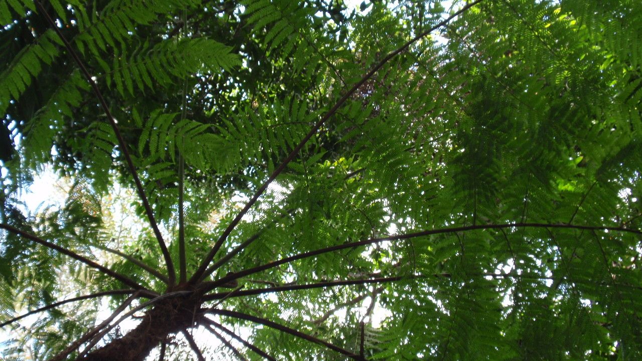 Cyathea cooperi leaf