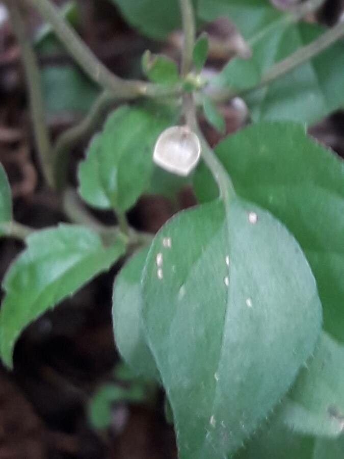 Scutellaria purpurascens fruit