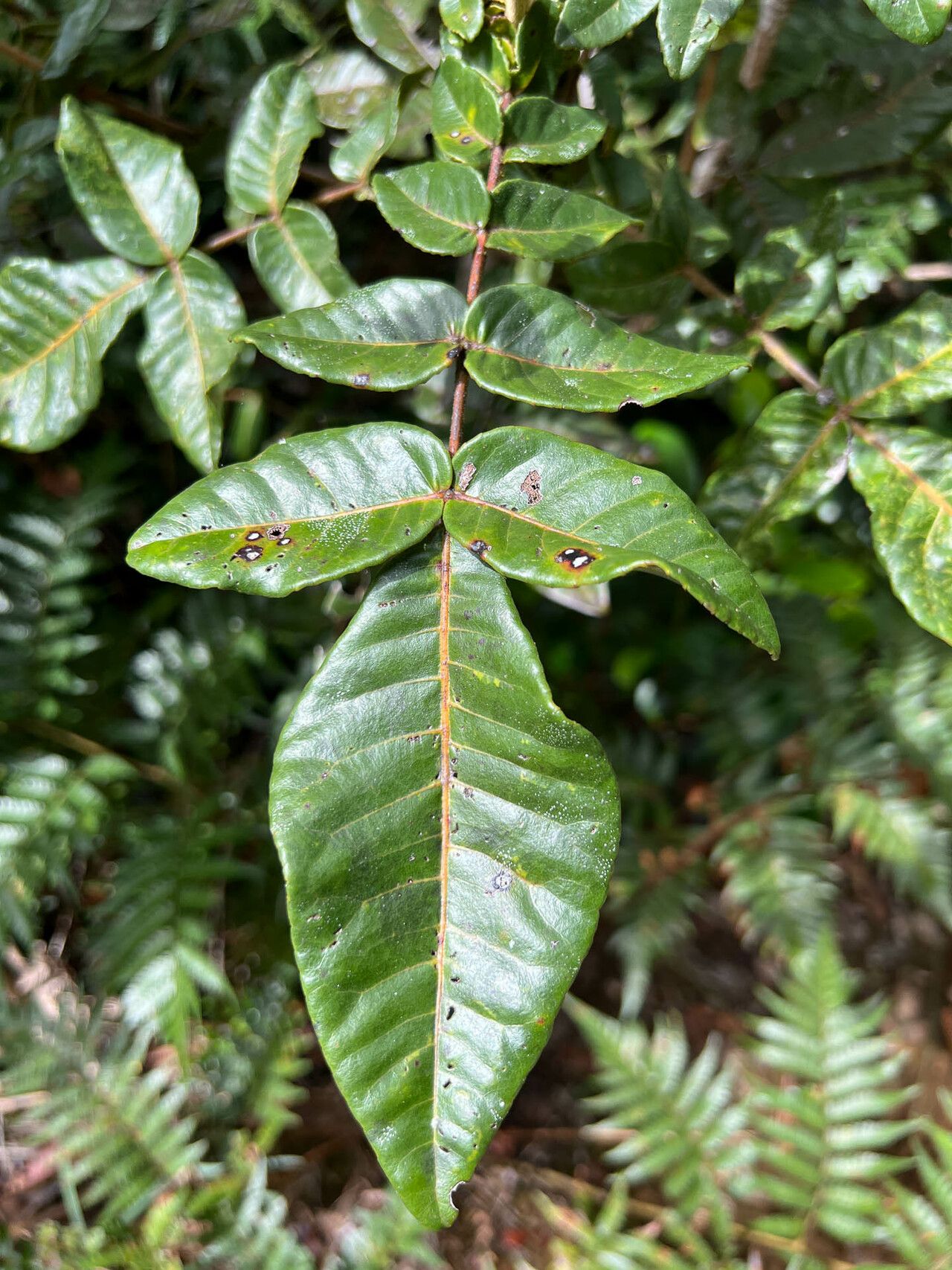 Rhus chinensis leaf