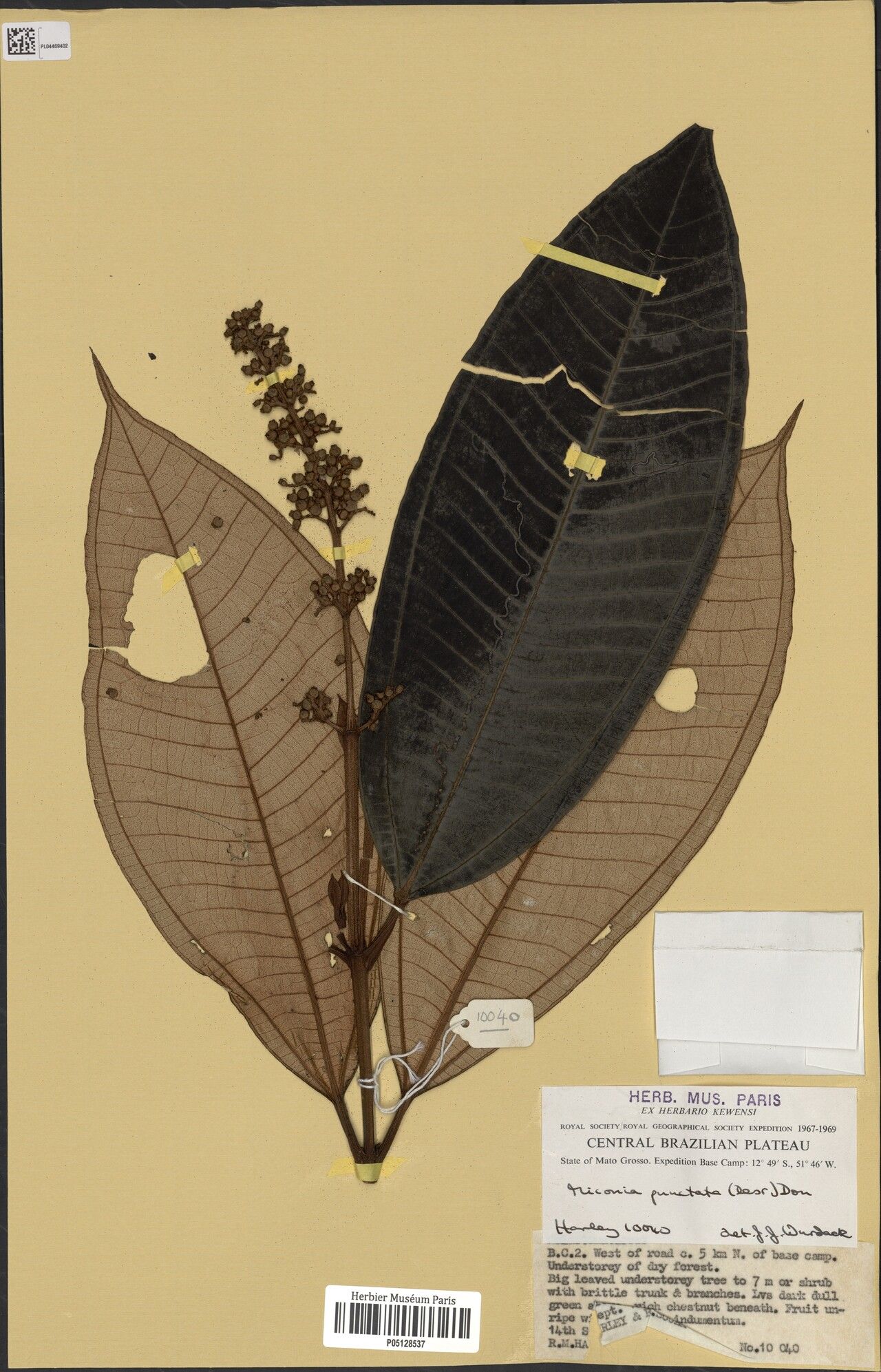 Miconia cowanii — houseplant care guide