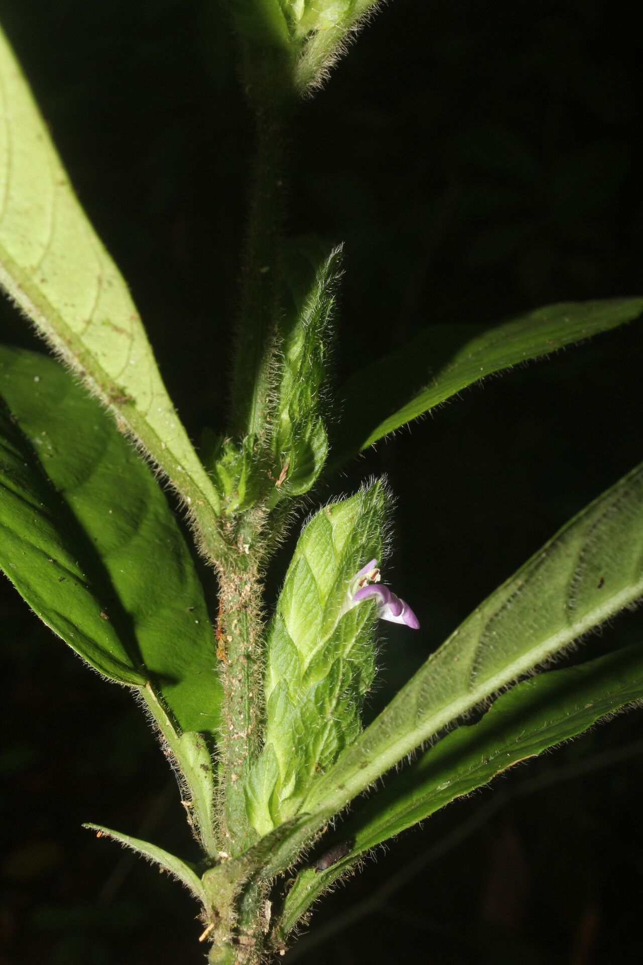 Justicia refractifolia flower