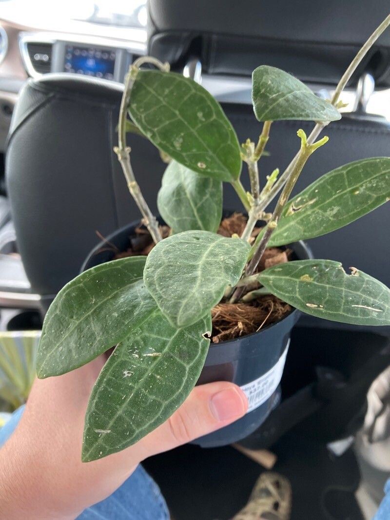 Hoya elliptica — search result for 'Hoya'