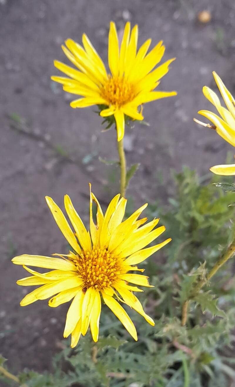 Grindelia ventanensis flower