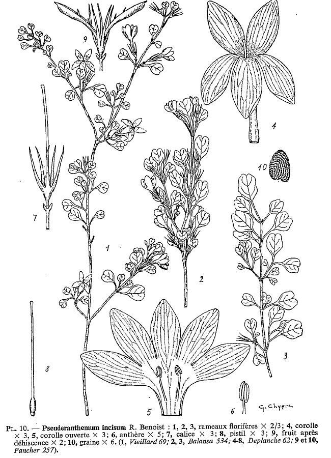 Pseuderanthemum incisum habit