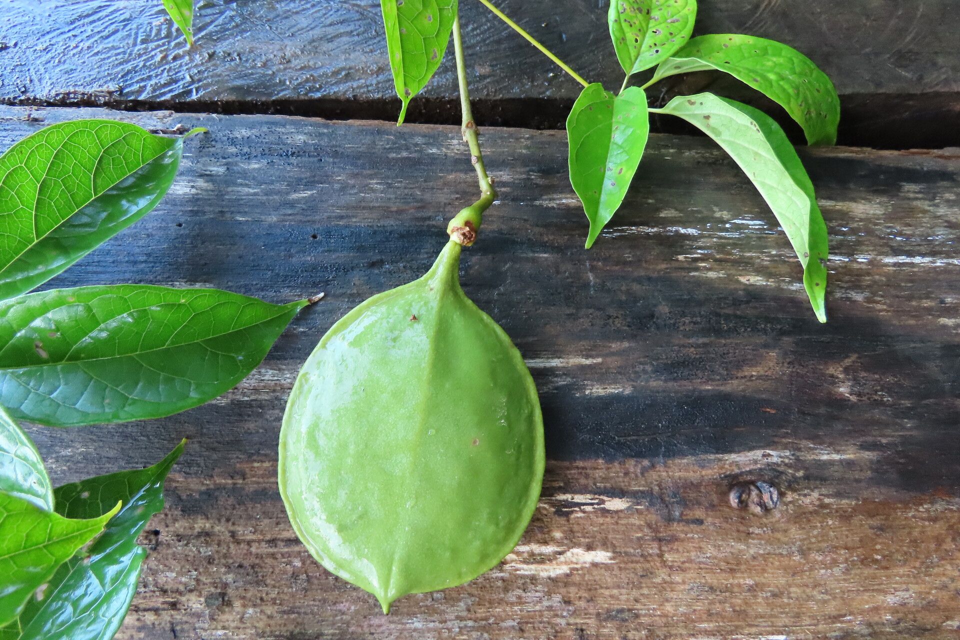 Anemopaegma orbiculatum fruit