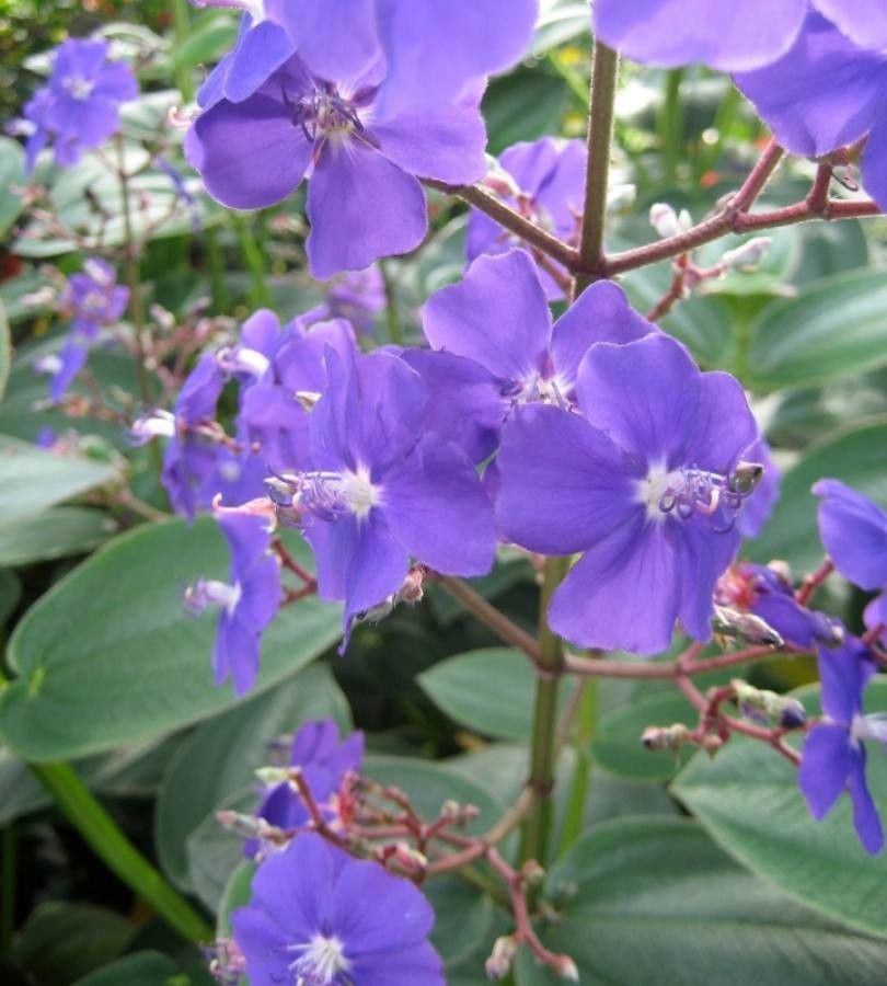 Tibouchina elegans — search result for 'Tibouchina'