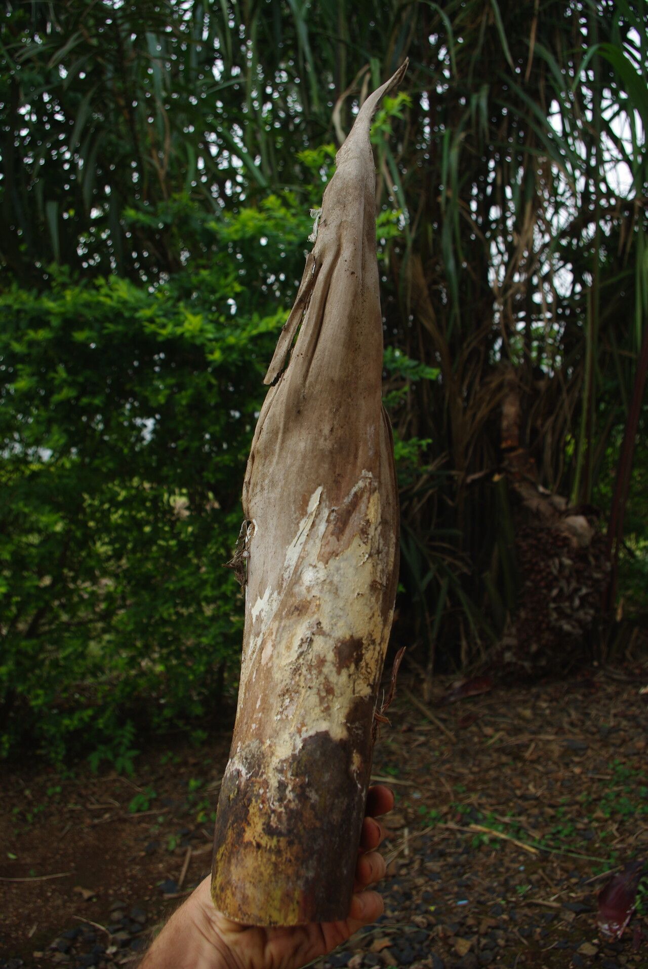 Raphia vinifera bark