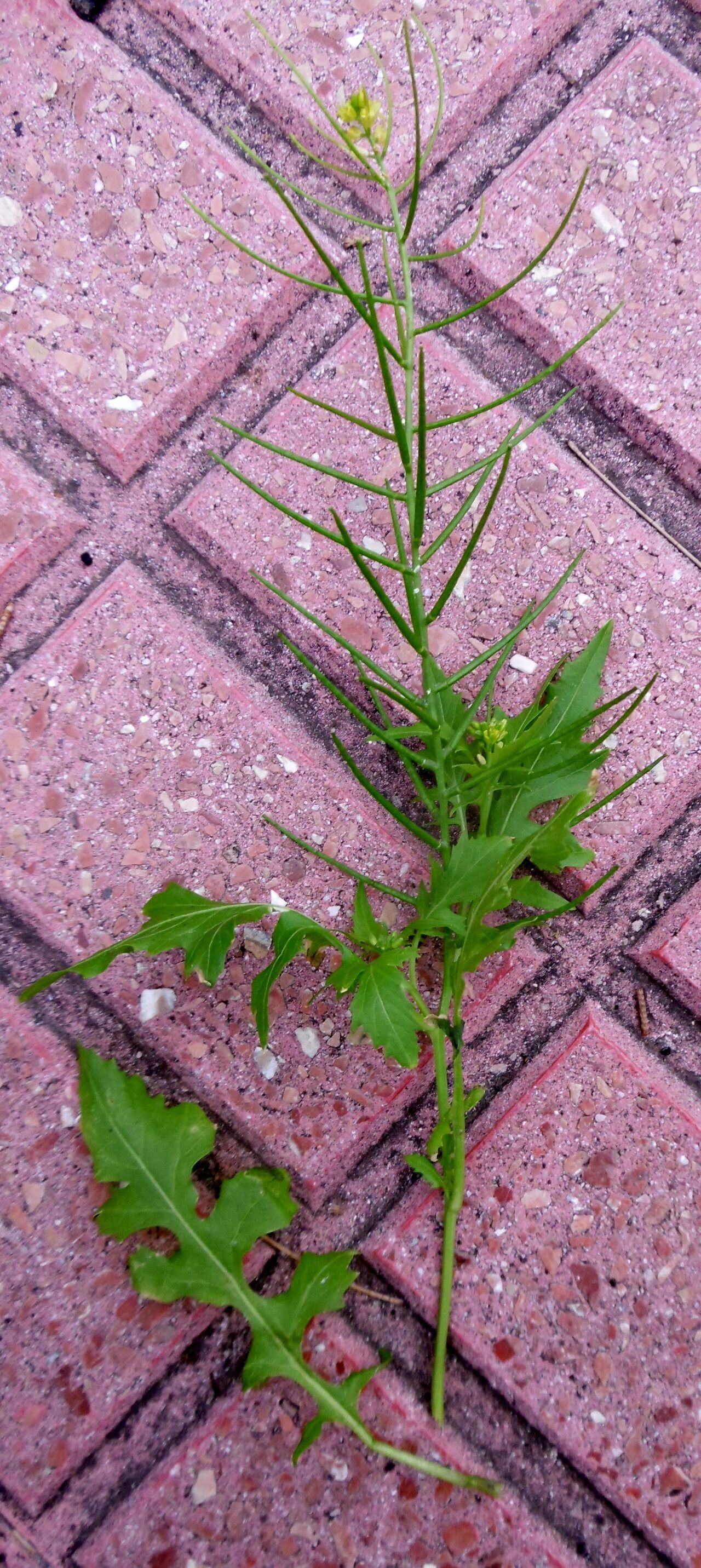 Erucastrum canariense fruit