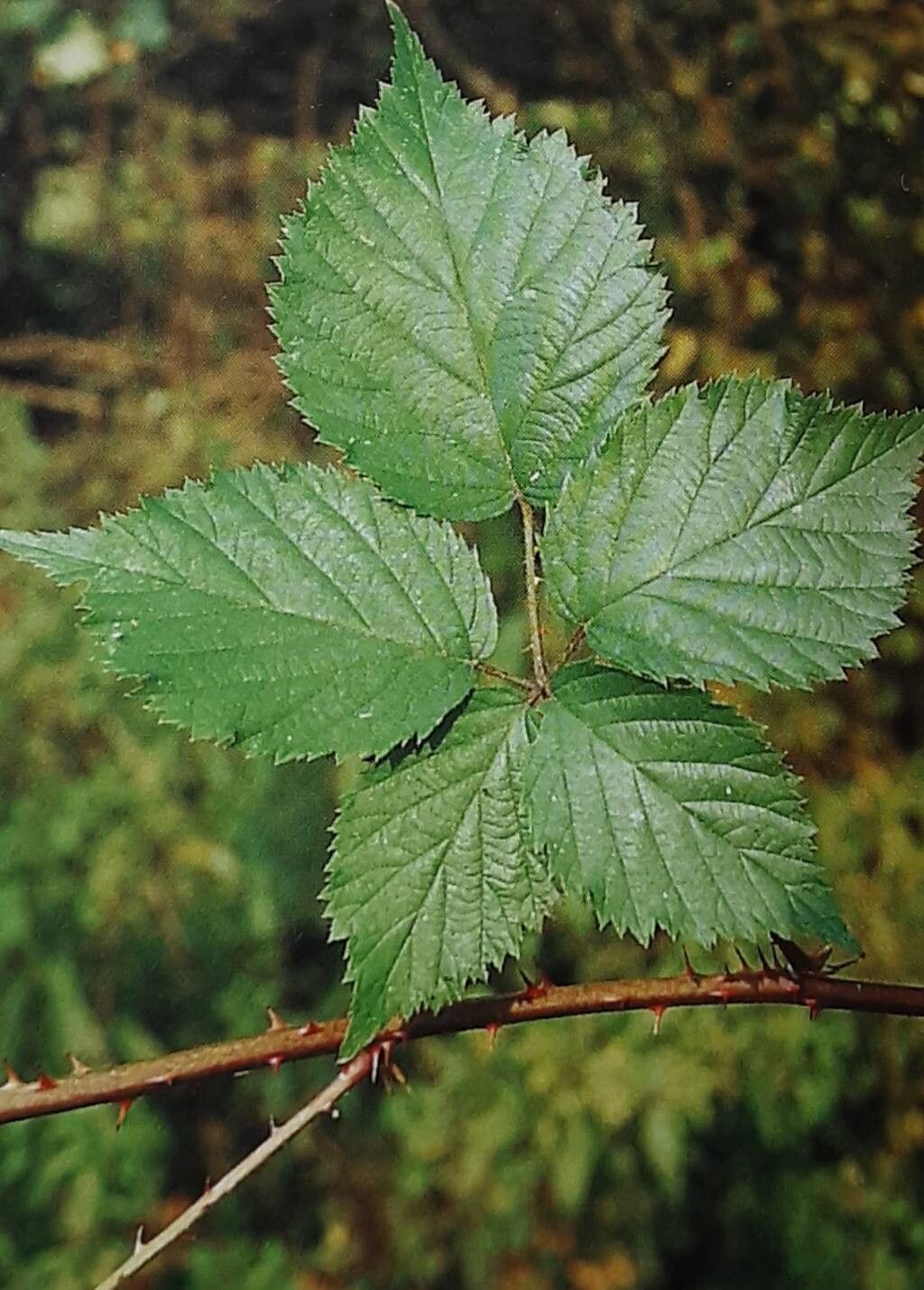 Rubus cimbricus — houseplant care guide