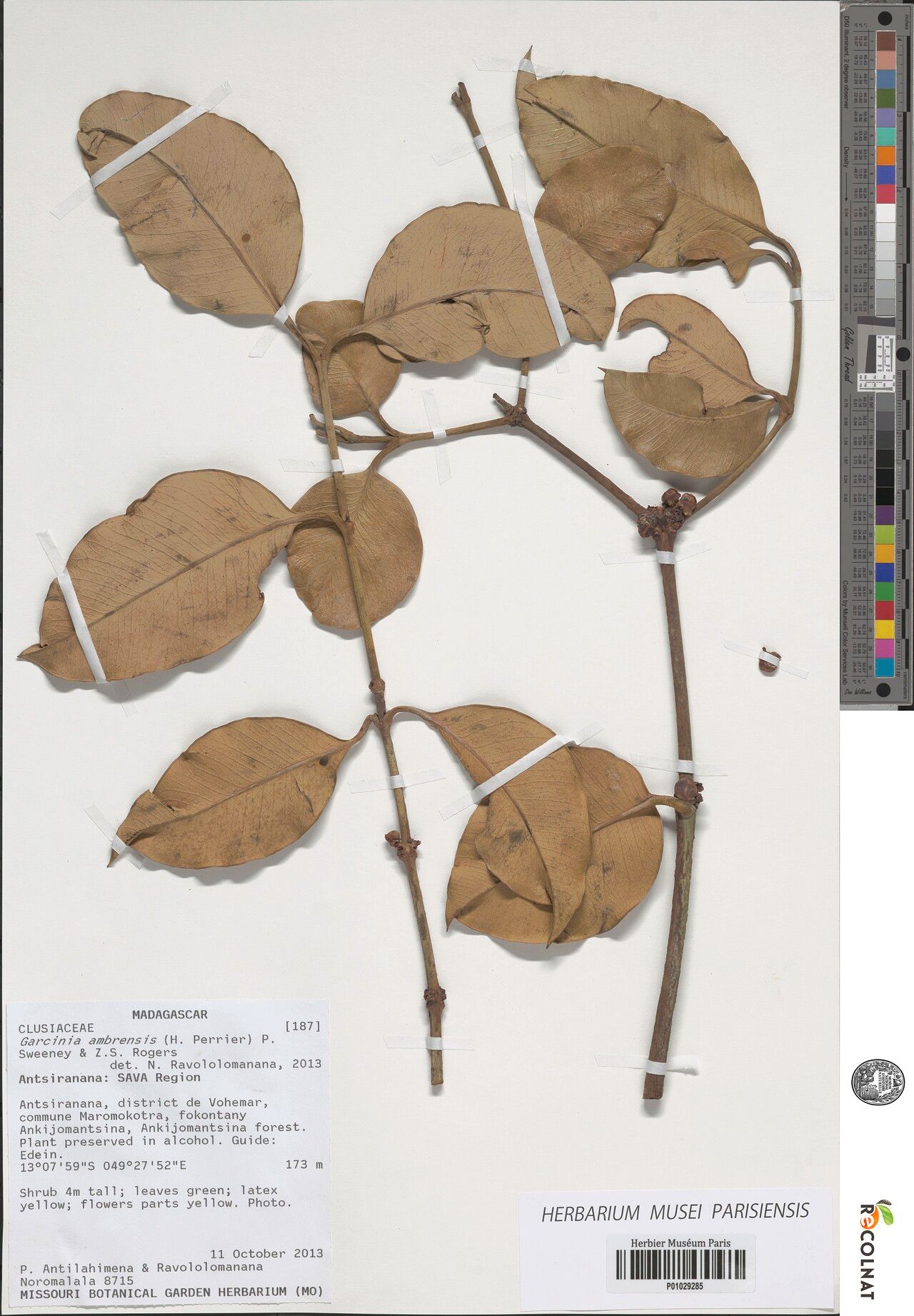 Garcinia ambrensis — related species from the same genus