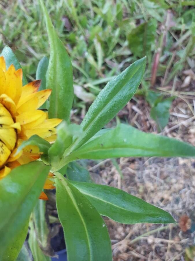 Helichrysum bracteatum leaf