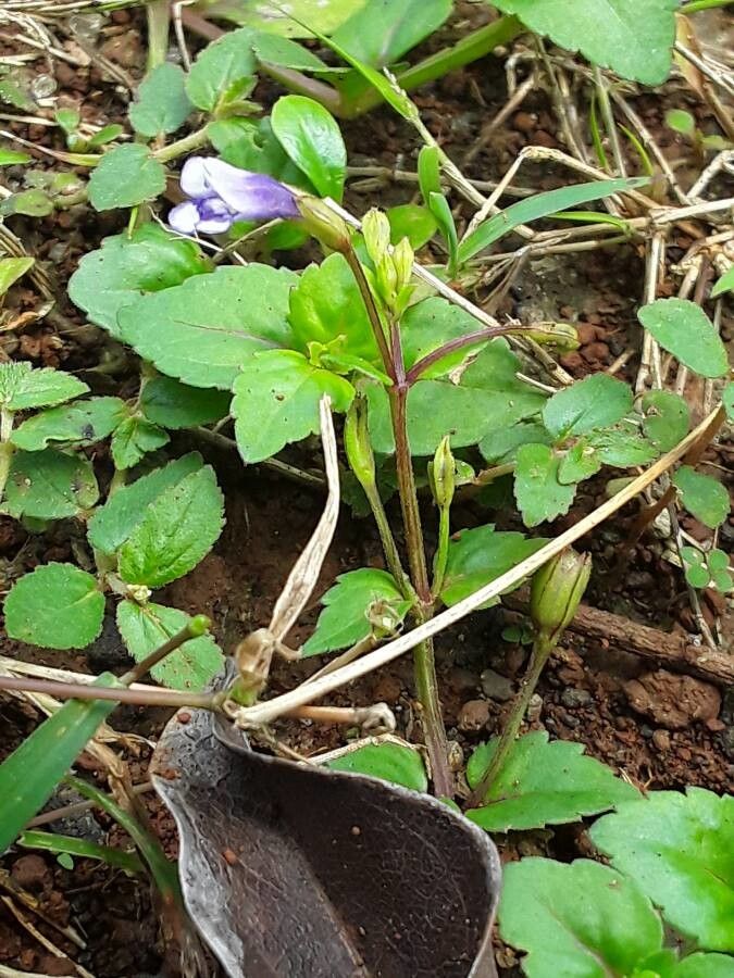 Torenia crustacea leaf