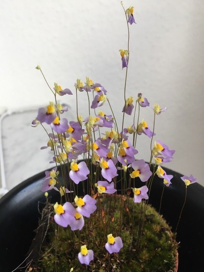 Utricularia bisquamata flower