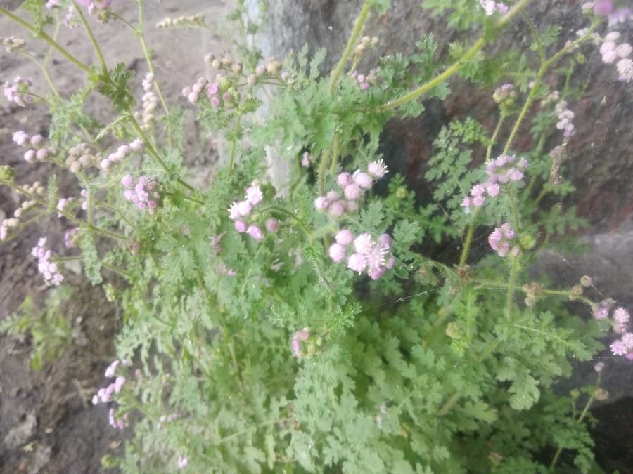 Cyathocline purpurea — houseplant care guide