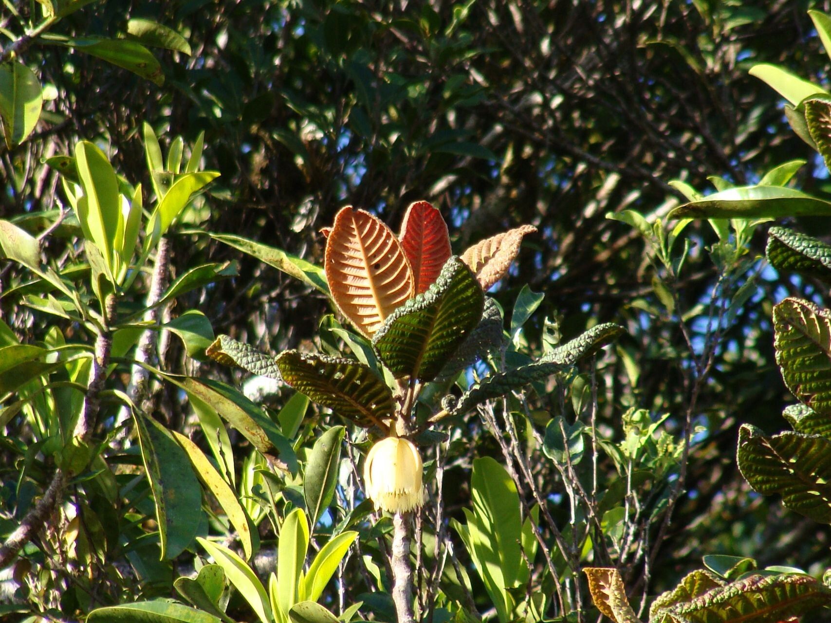 Elaeocarpus geminiflorus habit