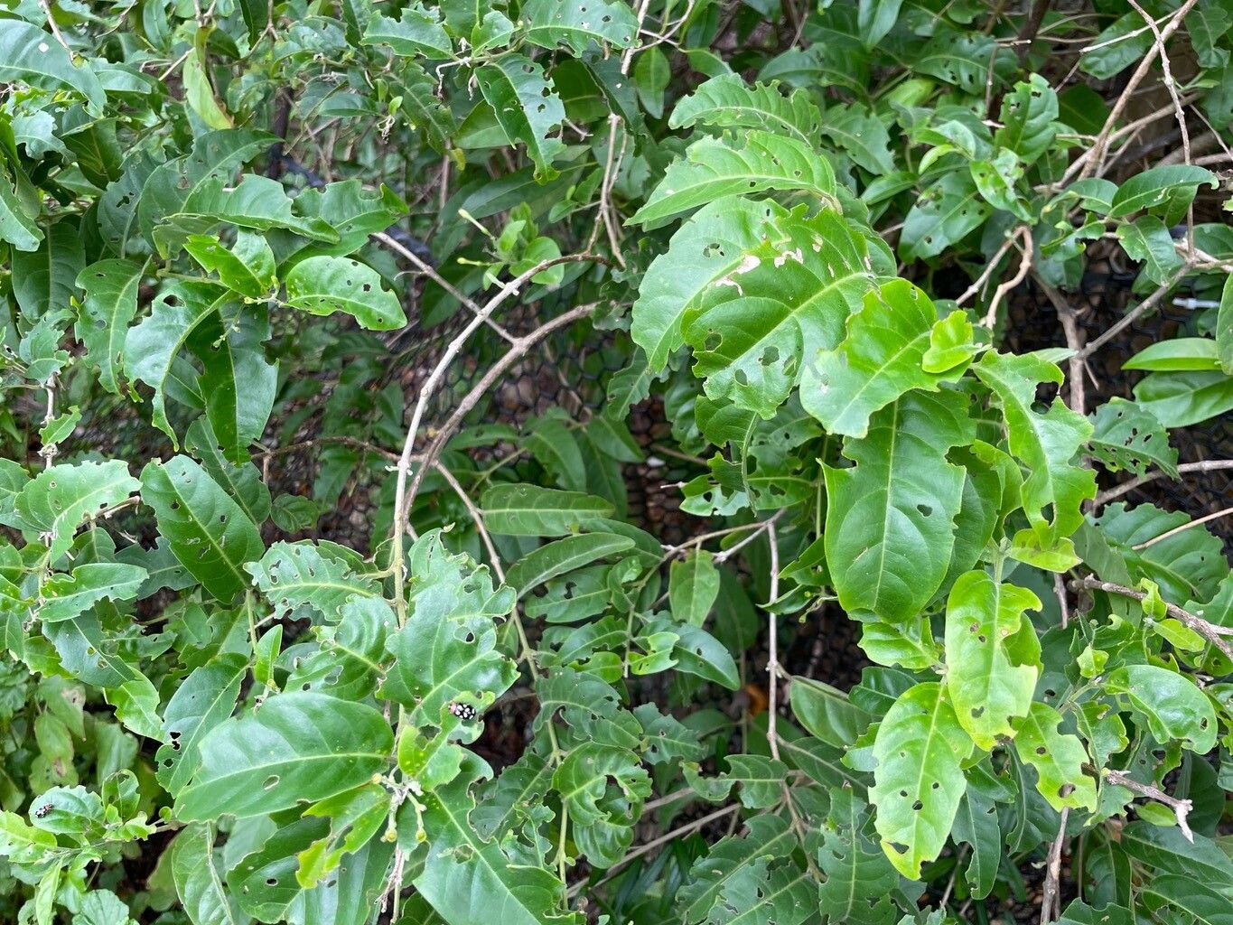 Aegiphila caymanensis — related species from the same genus