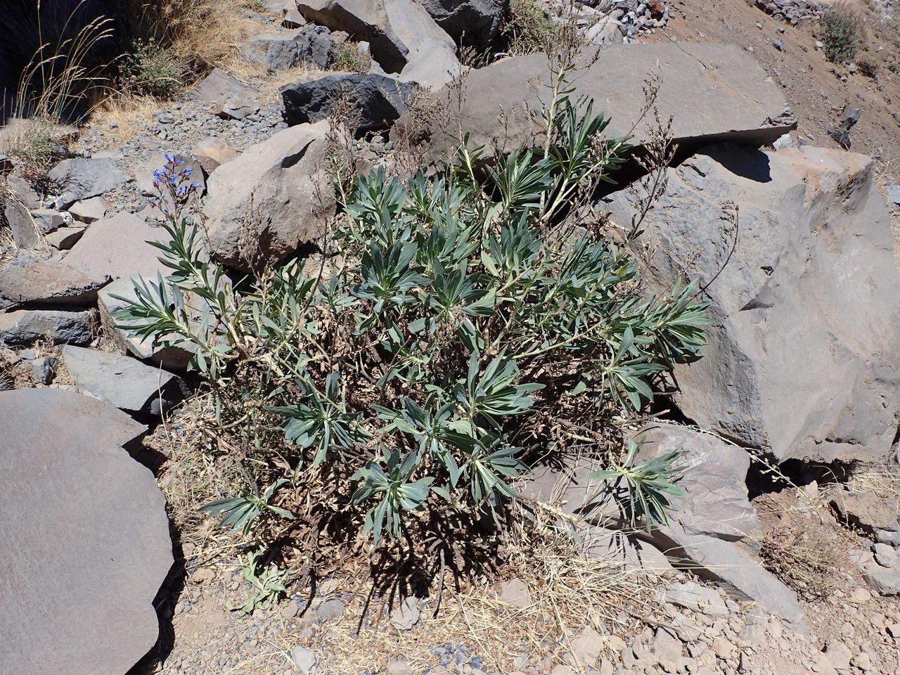 Echium gentianoides habit