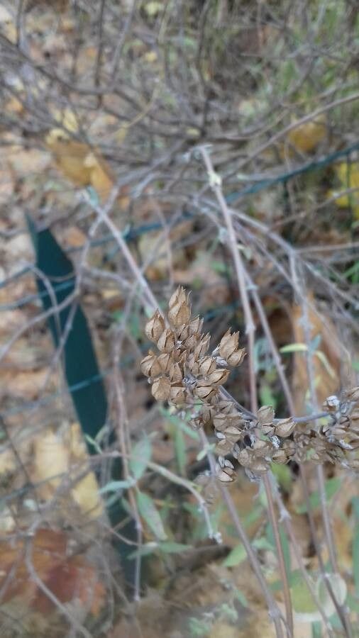 Caryopteris x clandonensis fruit