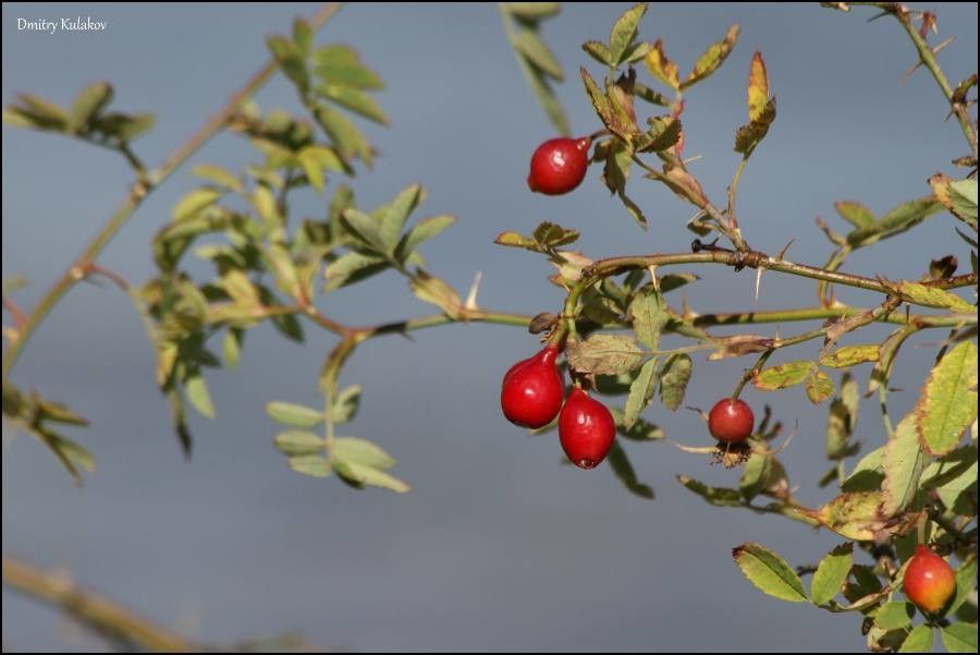Rosa beggeriana — search result for 'Afghanistan'