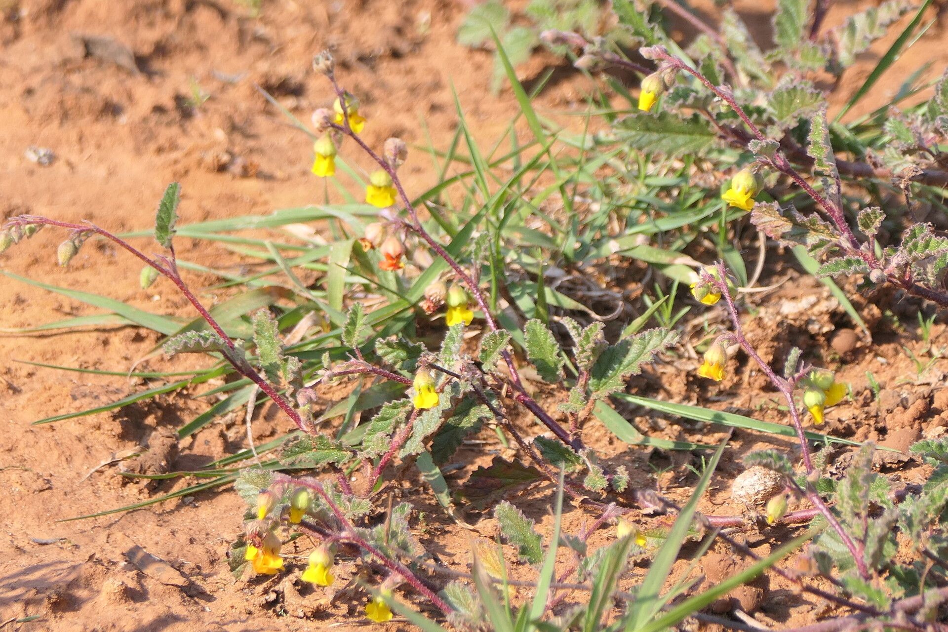 Hermannia althaeoides flower