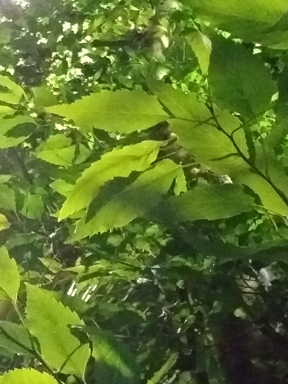 Alnus acuminata leaf