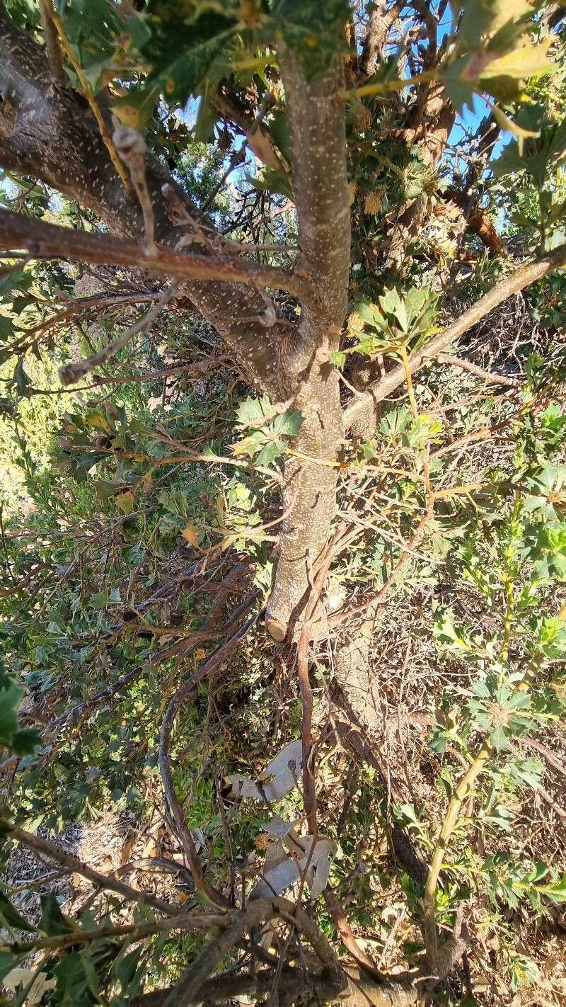 Banksia sessilis bark
