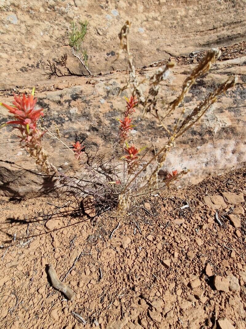 Castilleja linariifolia habit