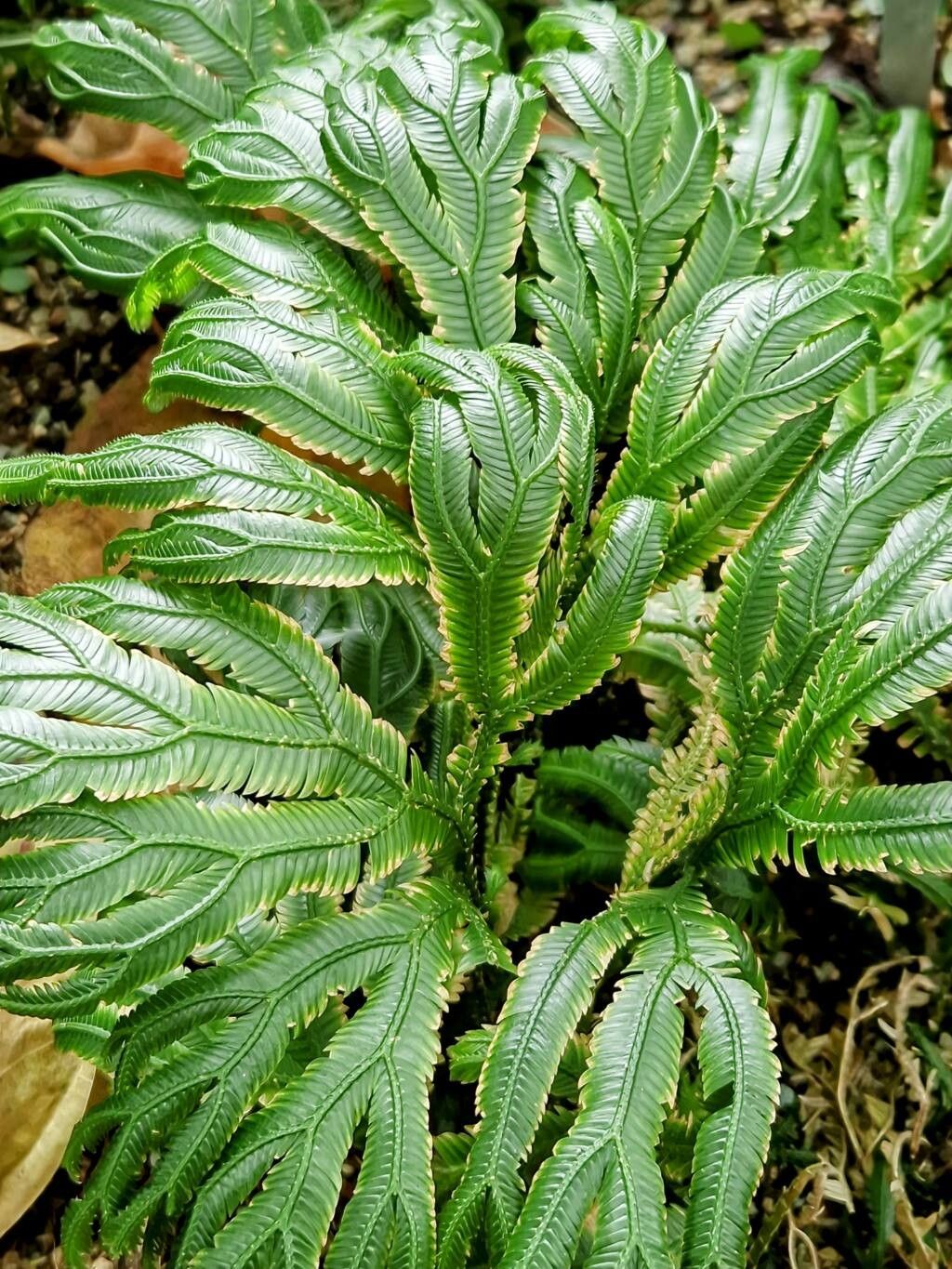 Selaginella grandis habit