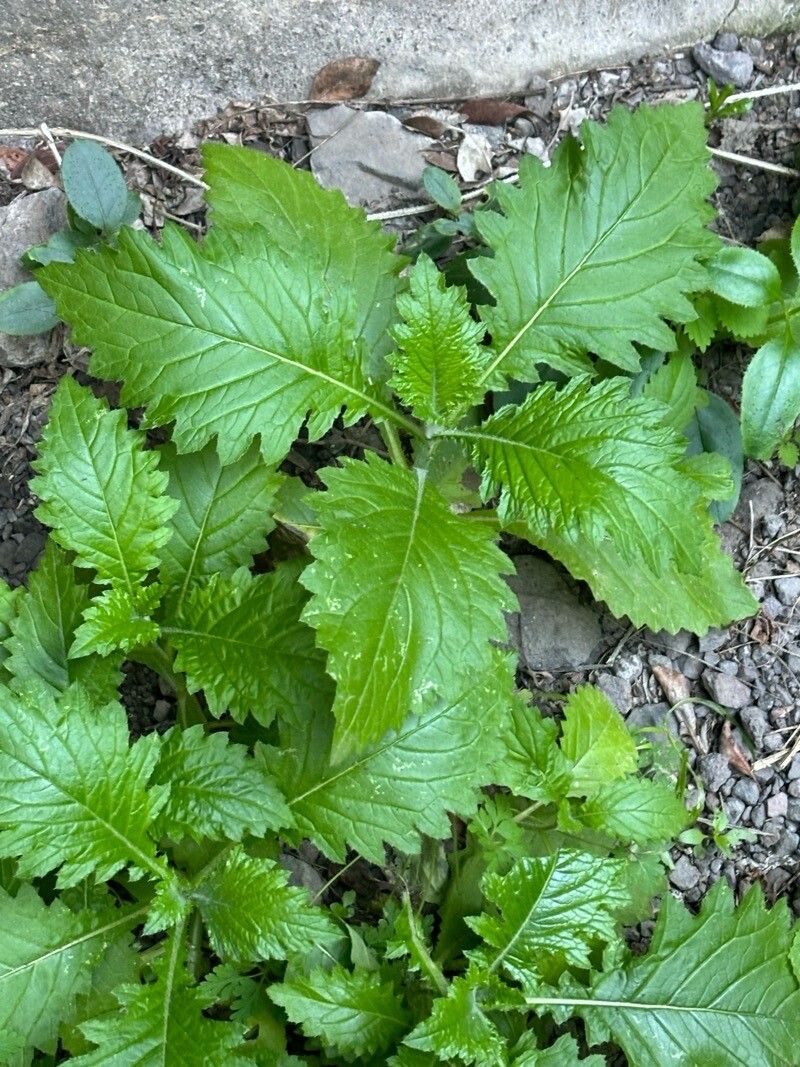 Urtica stachyoides leaf