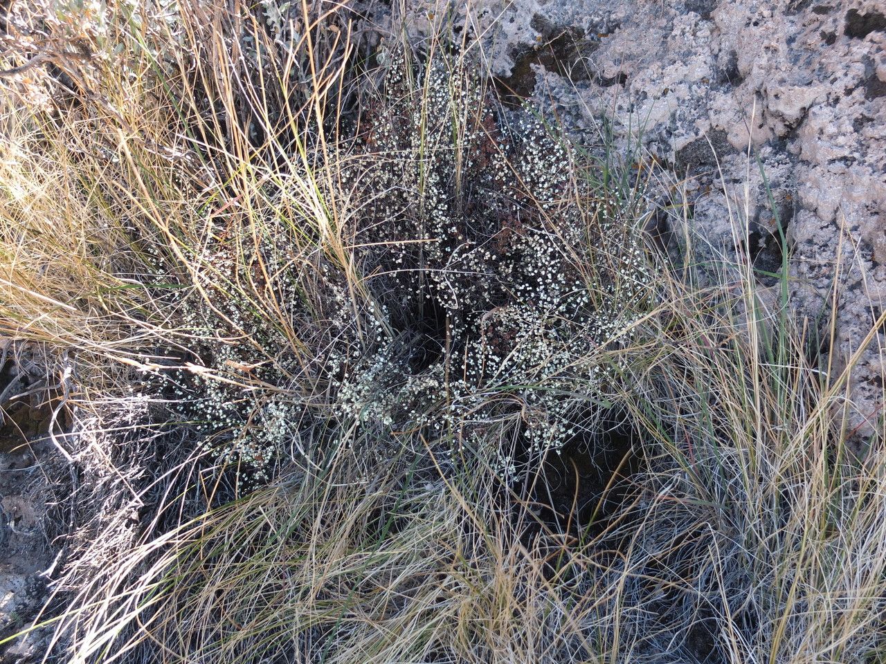 Argyrochosma nivea habit